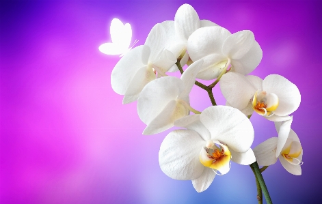 Blossom plant white flower Photo