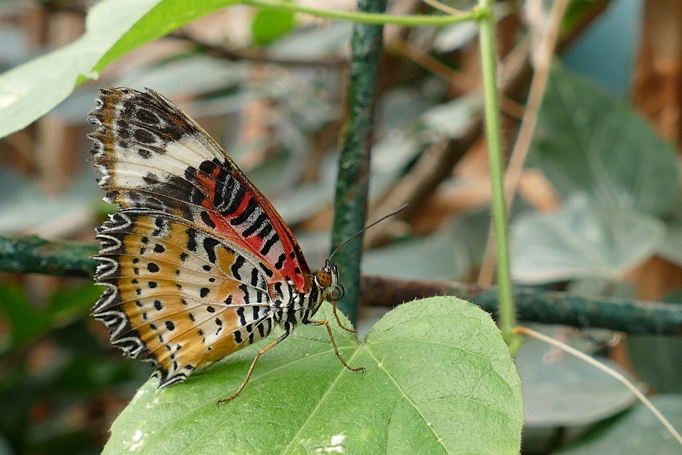 Alam luar ruangan sayap tanaman