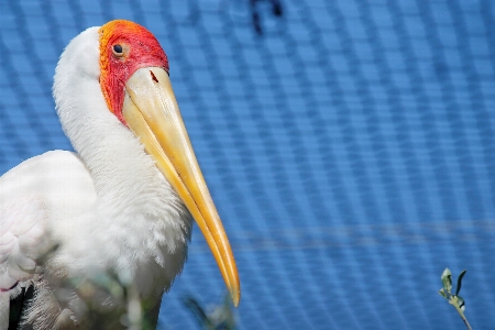 Foto Alam burung sayap pelikan