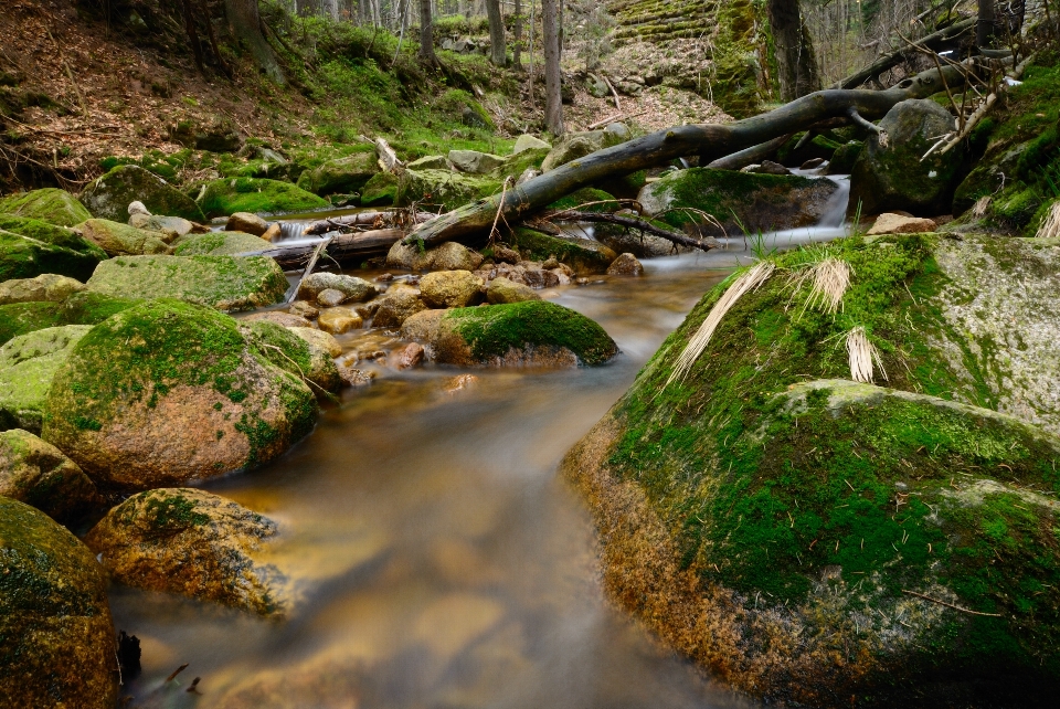 Landschaft baum wasser natur