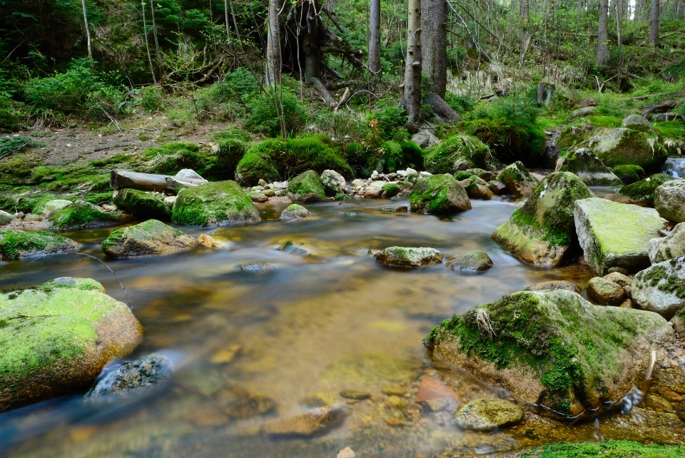 Krajobraz drzewo woda natura