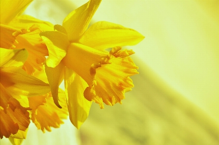 Blossom plant photography sunlight Photo