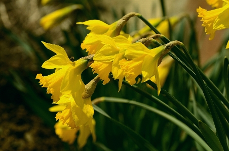 Blossom plant flower bloom Photo