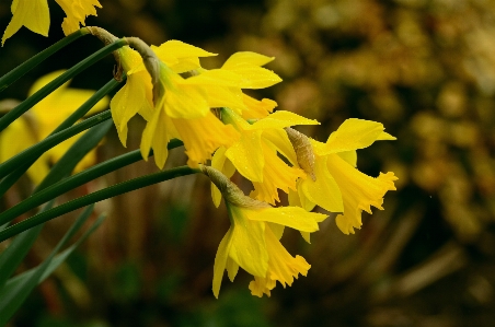 Tree nature blossom plant Photo