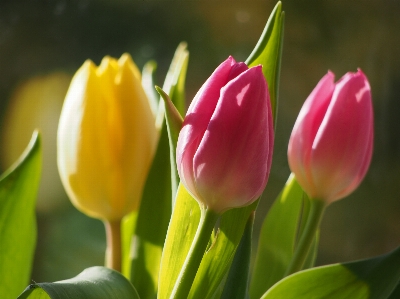 Nature blossom plant leaf Photo