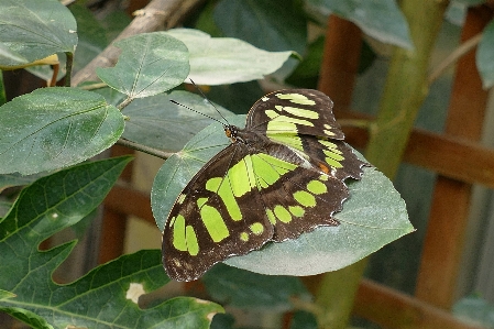 Nature outdoor wing plant Photo