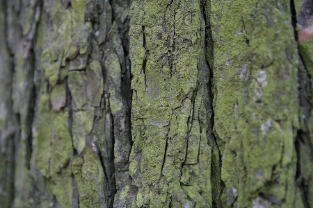 Tree forest branch plant Photo