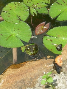 水 自然 植物 葉 写真