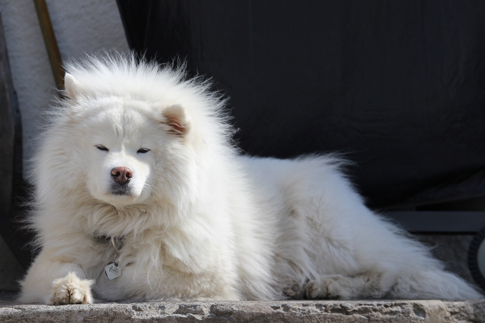 White dog animal cute