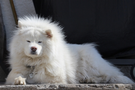 White dog animal cute Photo