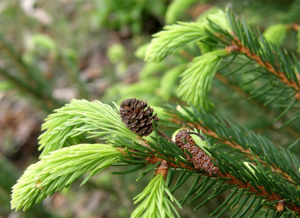 Albero natura foresta ramo