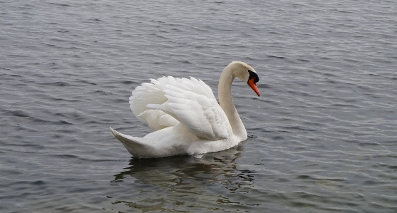 水 鳥 羽 白 写真