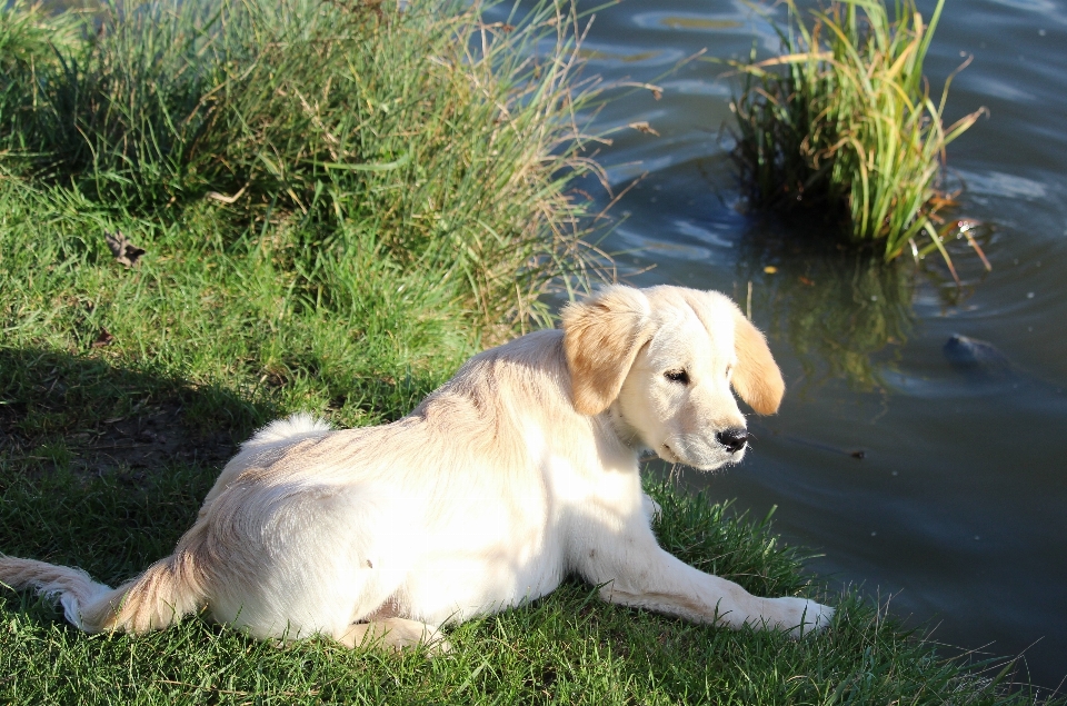 Erba sabbia cucciolo cane