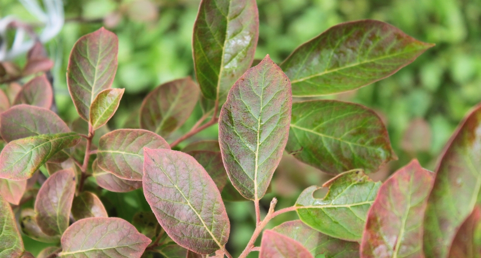 Tree nature outdoor plant