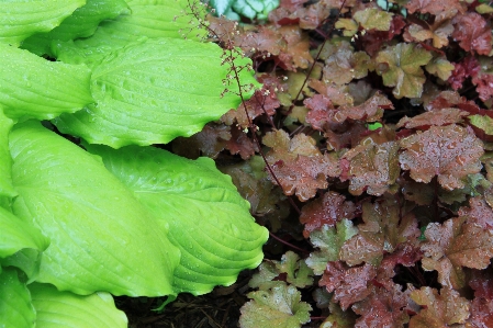 Nature plant texture rain Photo