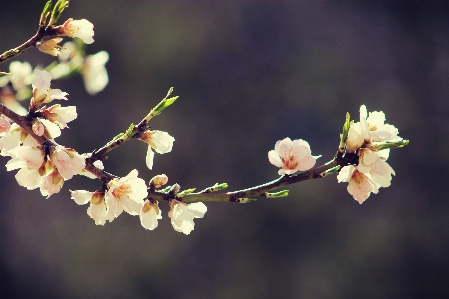 Tree nature branch blossom Photo