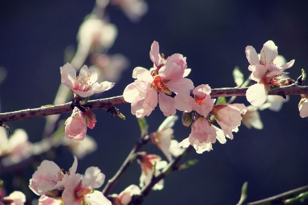 Nature branch blossom plant Photo