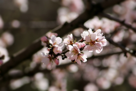 Nature branch blossom plant Photo