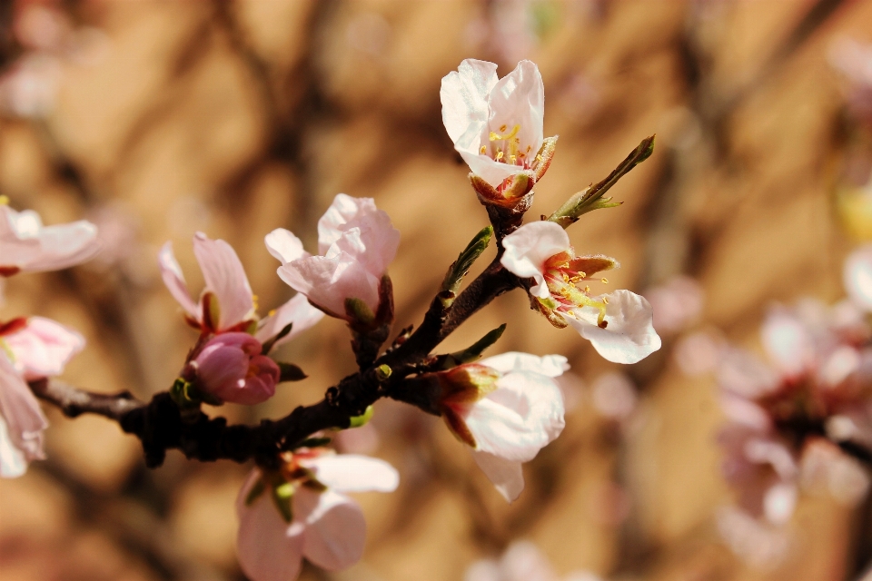 Nature branch blossom plant