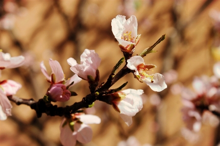 Nature branch blossom plant Photo