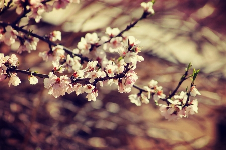 Tree nature branch blossom Photo