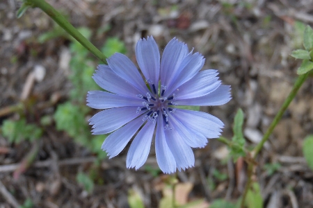 自然 花 植物 紫 写真