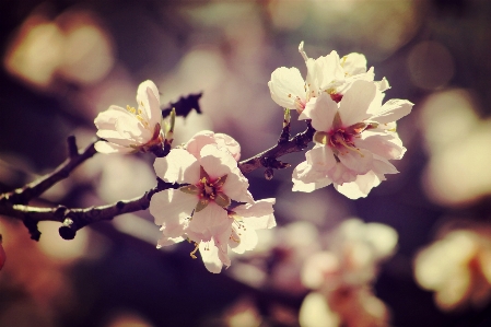 Tree nature branch blossom Photo