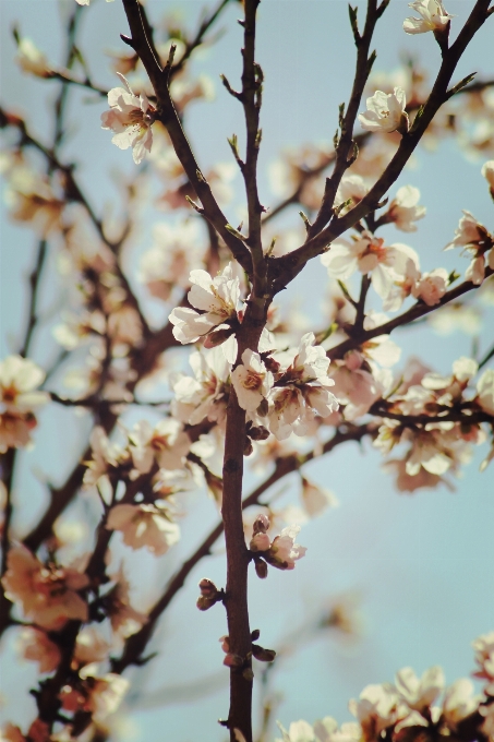 Tree nature branch blossom