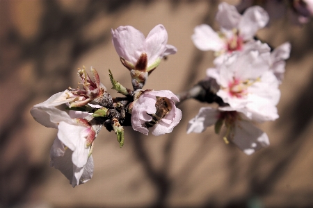 Nature branch blossom plant Photo