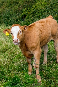 Foto Paesaggio erba bianco campo