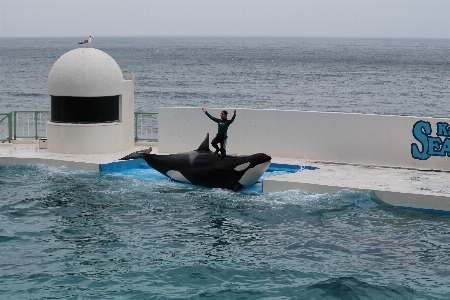 Sea vehicle mammal aquatic Photo