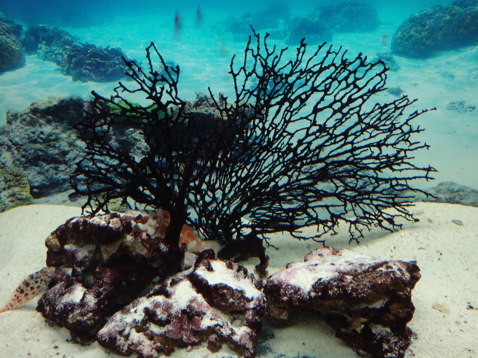 海 水下 生物学 海藻