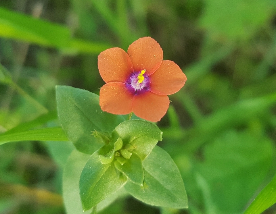 自然 植物 花 花瓣