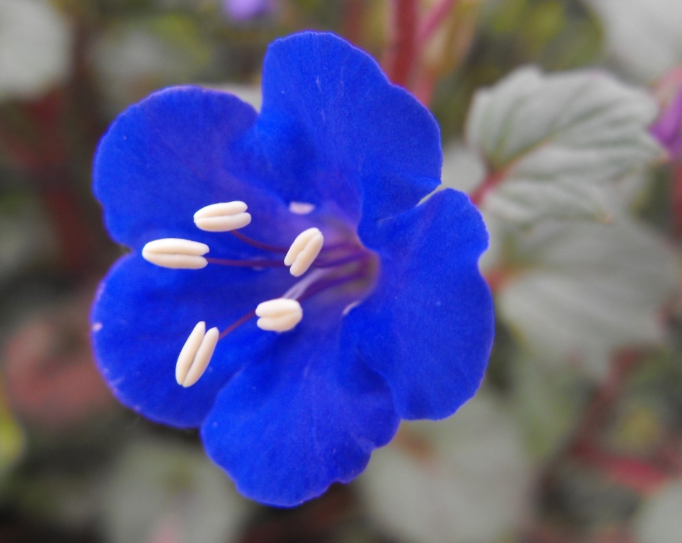 Natura fiore pianta bianco