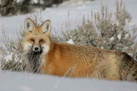 Photo Nature région sauvage
 neige en regardant