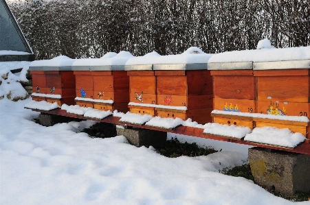 Foto Natura nevicare inverno tempo atmosferico