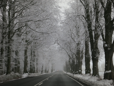 Tree forest branch snow Photo