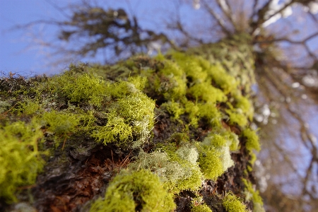 Foto árbol naturaleza bosque rama