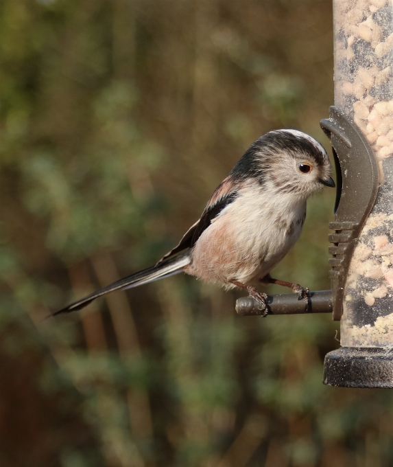 Alam cabang burung imut-imut