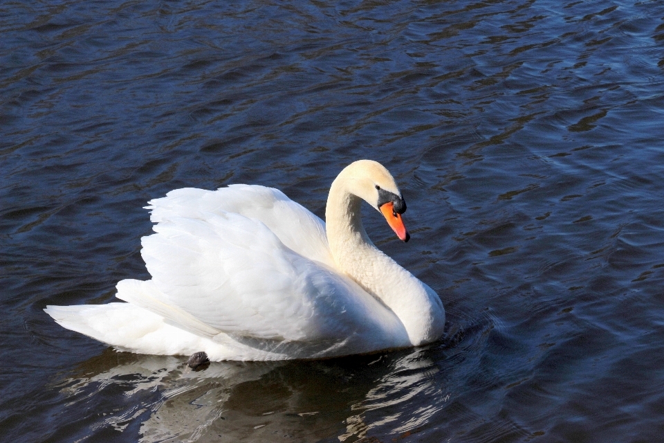 Water bird wing white