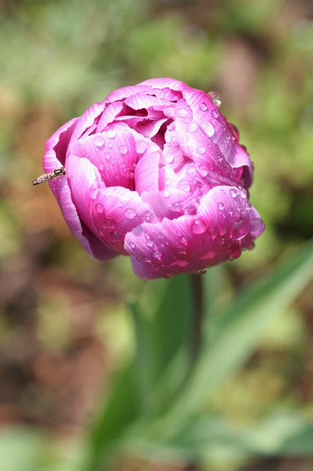 Florescer plantar flor pétala