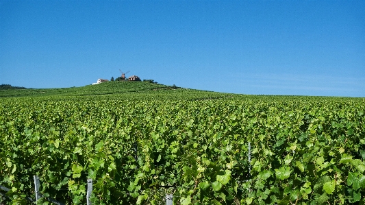 Landscape plant vine vineyard Photo