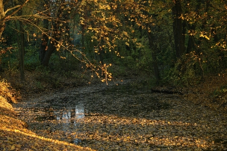 Landscape tree water nature Photo