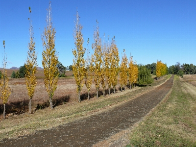 Landscape tree plant field Photo