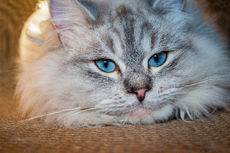 Foto Anak kucing mamalia mata biru
