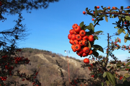 Landscape tree nature plant Photo