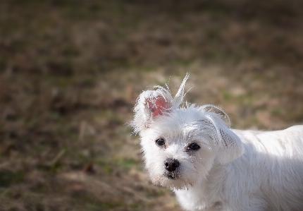 自然 白 甘い 子犬 写真