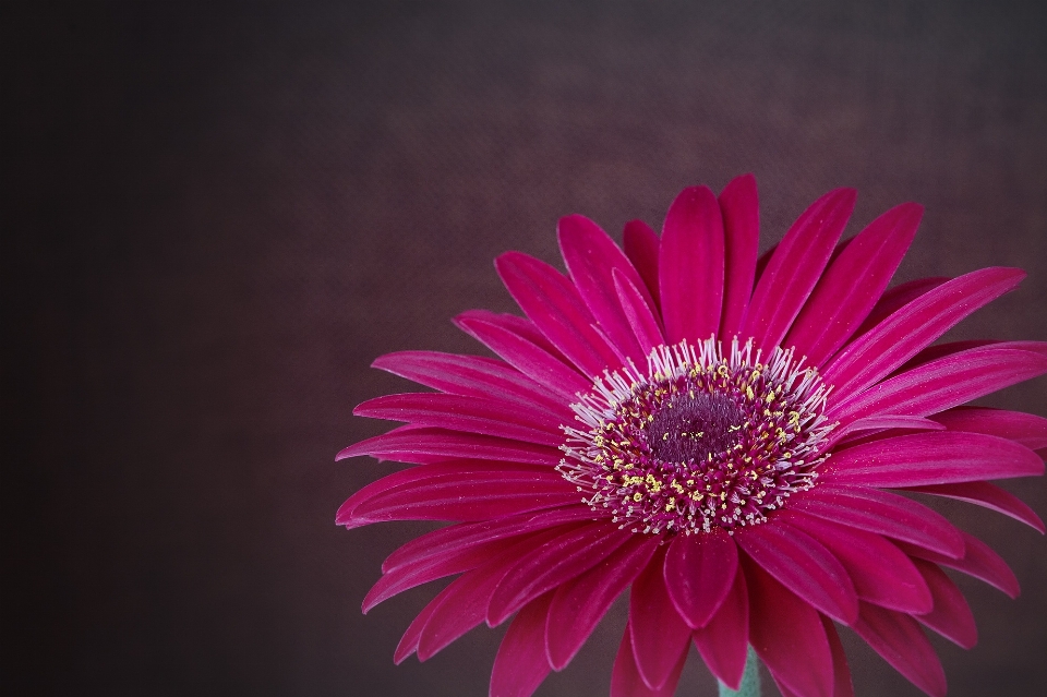 Blossom plant photography flower