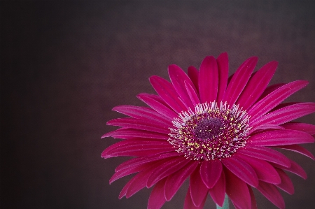 花 植物 写真撮影 花弁 写真