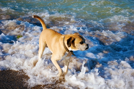 Beach sea coast water Photo